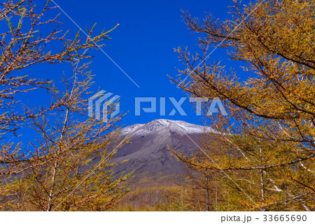 【静岡県】初冠雪の朝、落葉松と富士山 33665690