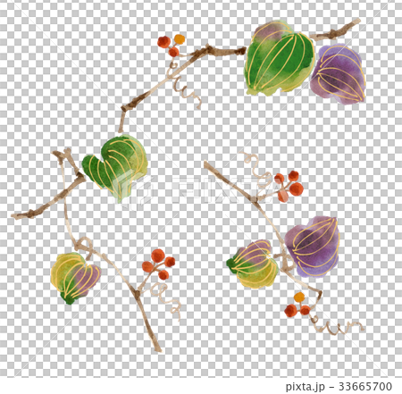 山帰来 山帰来 33665700