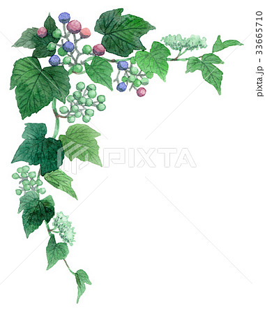 野葡萄の上部フレーム素材 33665710
