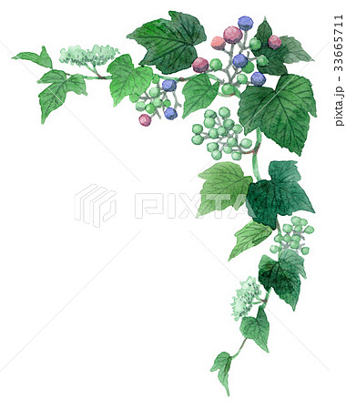 野葡萄の上部フレーム素材 33665711