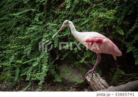 Portrait of a pink Roseate Spoonbill on branch 33665741