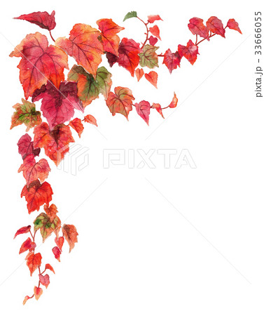 紅葉ツタの上部フレーム素材のイラスト素材 [33666055] - PIXTA