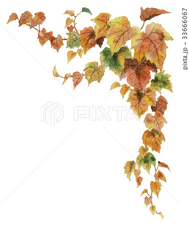紅葉ツタの上部フレーム素材 33666067