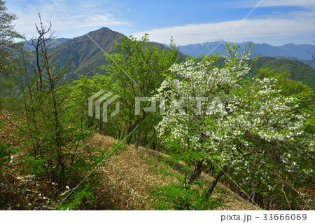 シロヤシオ咲く尾根から社山と日光白根山 33666069