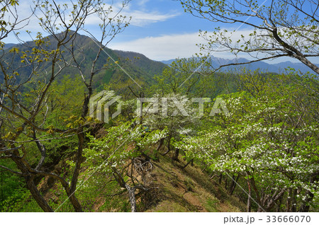 シロヤシオ咲く尾根から社山と日光白根山 33666070