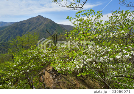 シロヤシオ咲く尾根から社山 33666071