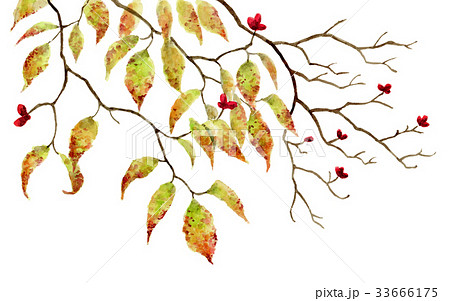 秋のハナミズキの枝 秋のハナミズキの枝 33666175