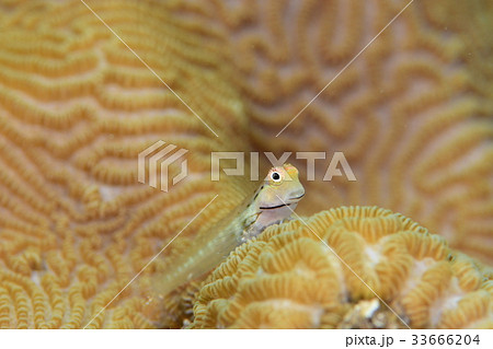 イシガキカエルウオ 33666204