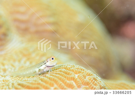 イシガキカエルウオ 33666205