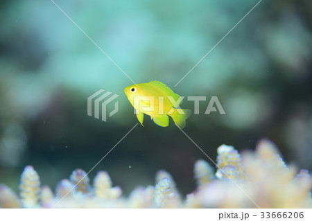 ネッタイスズメダイ 33666206