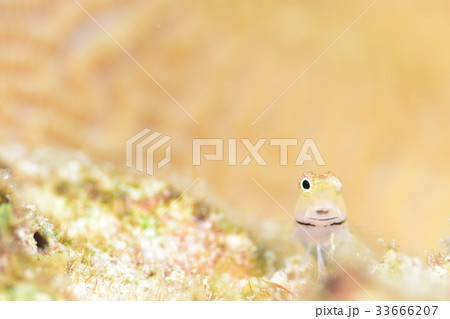 イシガキカエルウオ 33666207