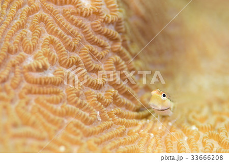 イシガキカエルウオ 33666208