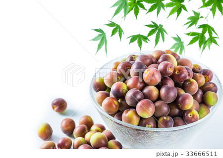 小梅 小粒の青梅 小梅 小粒の青梅 33666511