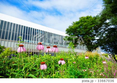 旭川駅とあさひかわ北彩都ガーデン アウネの広場 旭川駅とあさひかわ北彩都ガーデン アウネの広場 33667036