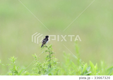 ノビタキ雄(野鶲) 33667320