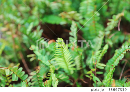 the plants for Chinese medicine 33667359