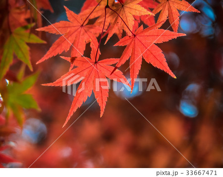 鮮やかな紅葉 鮮やかな紅葉 33667471