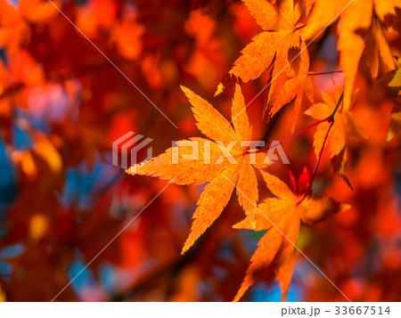 鮮やかな紅葉 鮮やかな紅葉 33667514