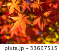 鮮やかな紅葉 33667515