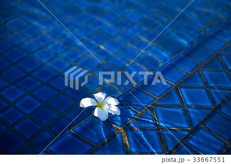 花 プール メラネシア 33667551