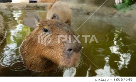 いい湯だなぁ～ 33667649