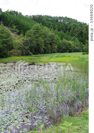 黒沢湿原 33668020