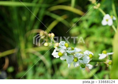 クワイの花の写真素材