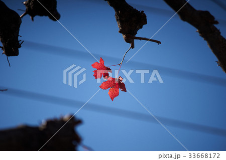 残った紅葉・秋の終わり 残った紅葉・秋の終わり 33668172