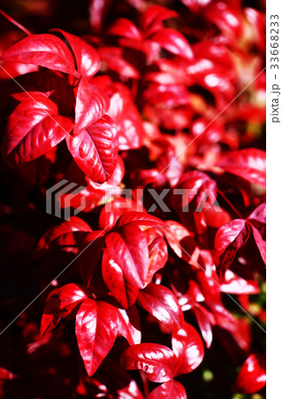 年賀 お多福南天の赤い葉 年賀 お多福南天の赤い葉 33668233