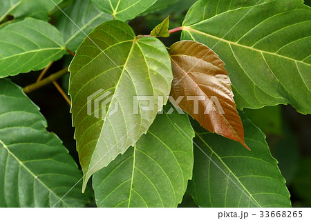 自然　植物　ギランイヌビワ、うりずんの石垣島。鋸歯を持つ赤っぽい若葉で違う種類の木の様に見えます 33668265
