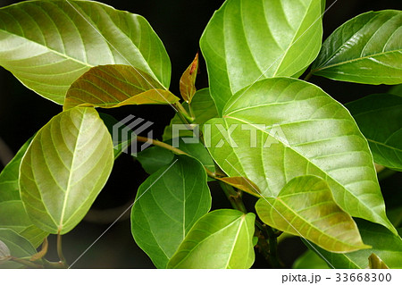 自然　植物　ギランイヌビワ、うりずんの石垣島。芽吹いて間もない艶やかな若葉 33668300