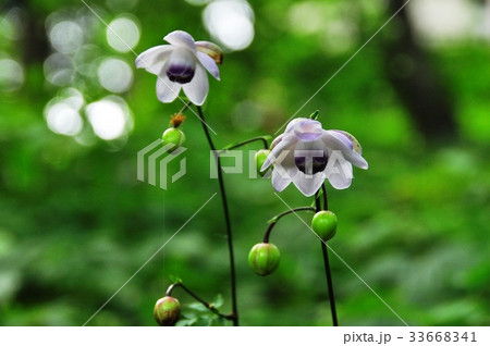 御岳山のレンゲショウマ二輪 御岳山のレンゲショウマ二輪 33668341