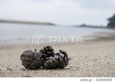 海とまつぼっくり 33668469