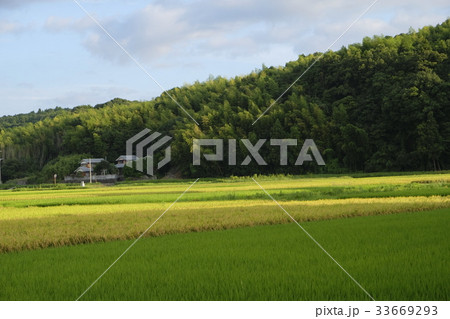 水田の風景　写真素材 33669293