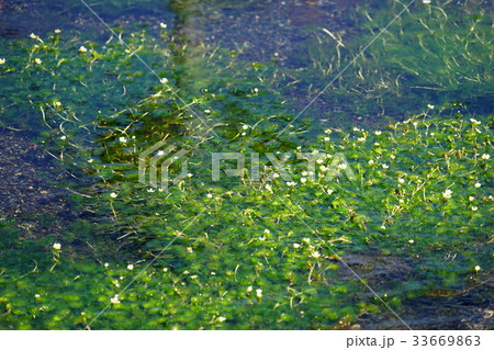 8月花 ミシマバイカモ キンポウゲ科03の写真素材