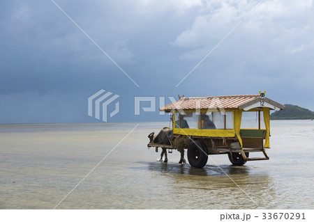 由布島の牛車 33670291