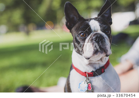 black and white Boston Terrier wearing a red black and white Boston Terrier wearing a red 33670454