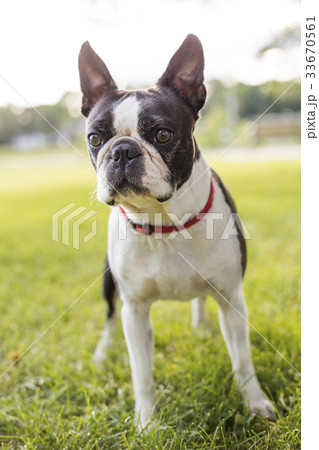 black and white Boston Terrier wearing a red black and white Boston Terrier wearing a red 33670561