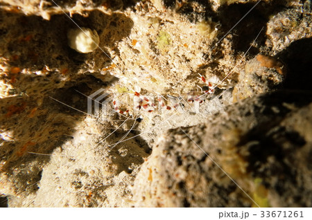 オトヒメエビ 33671261