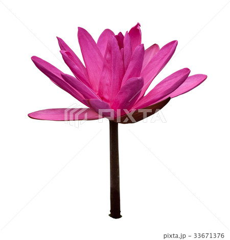 Waterlily isolated on white 33671376
