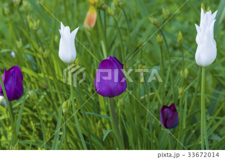 Flower tulips background 33672014