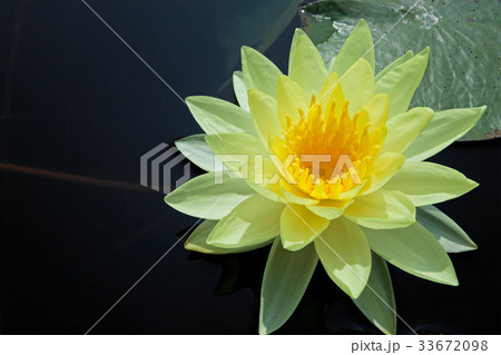 Yellow water lily 33672098