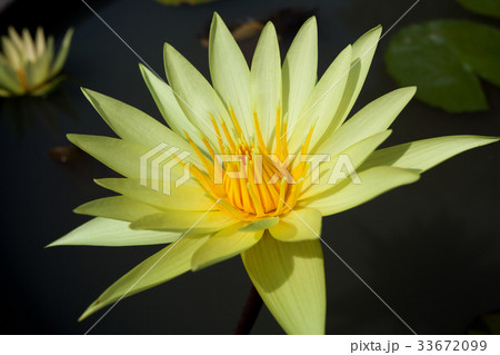 Yellow waterlily Yellow waterlily 33672099