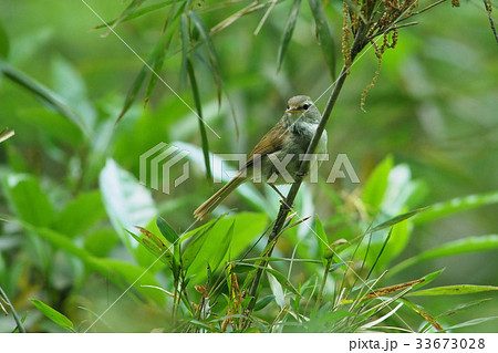 ウグイス 33673028