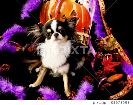 Halloweenチワワ Halloweenチワワ 33673593