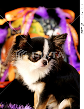Halloweenチワワ Halloweenチワワ 33673595