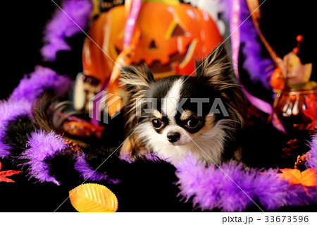 Halloweenチワワ Halloweenチワワ 33673596