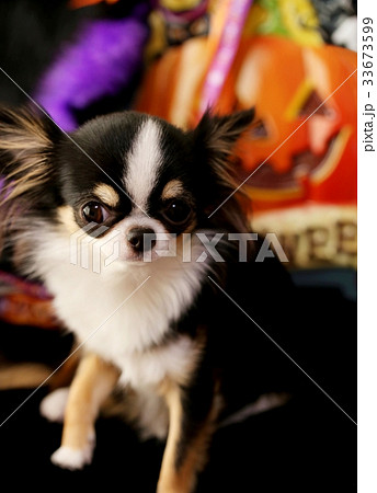 Halloweenチワワ Halloweenチワワ 33673599