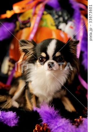 Halloweenチワワ Halloweenチワワ 33673601