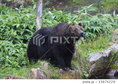 ヒグマ 33674229